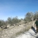 A5 Don Luis walking in his orchard